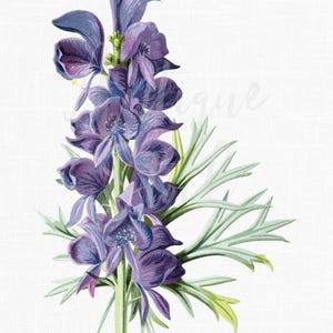 Illustration vintage de moines PNG JPG – Téléchargement botanique d'Aconitum napellus – Impression d'art Clipart de fleur d'abat-loup antique
