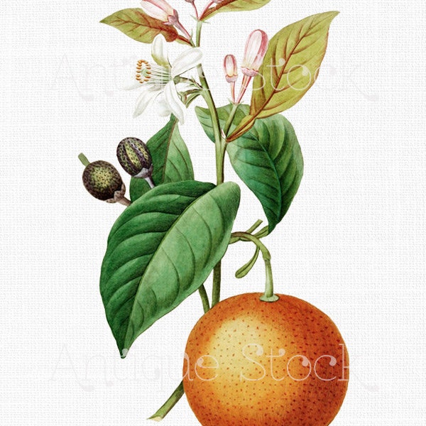 Fruit Clipart Image "Bitter Orange" Botanical Illustration Digital Download for Wall Art Prints, Scrapbook, Collages, DIY Crafts...