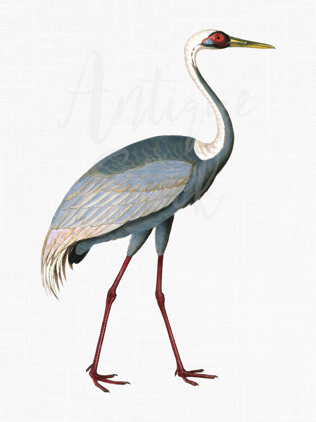 Crane Bird Cartoon Illustration. Red Cro Graphic by pch.vector · Creative  Fabrica