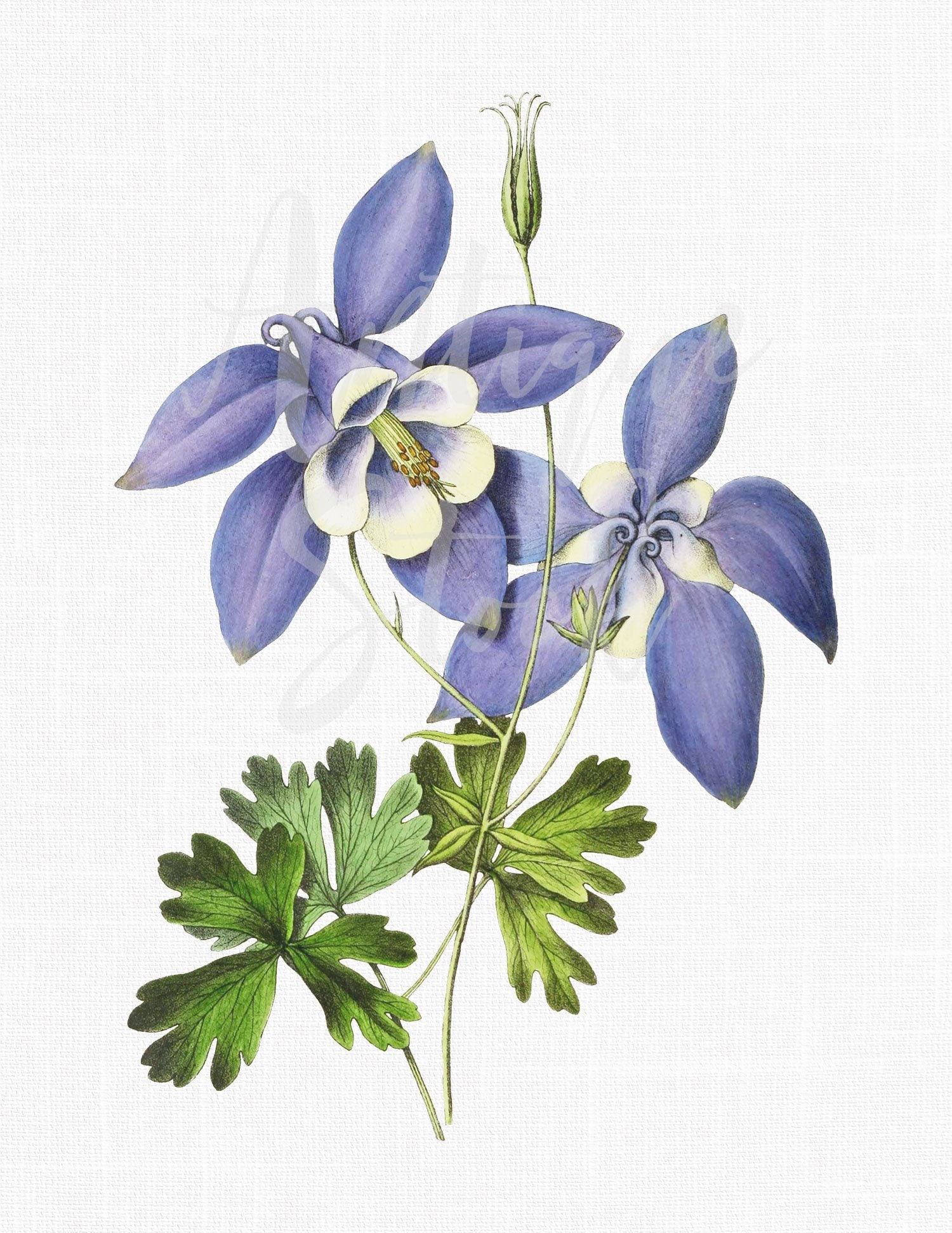 Flower Digital Download Columbine Botanical | Etsy
