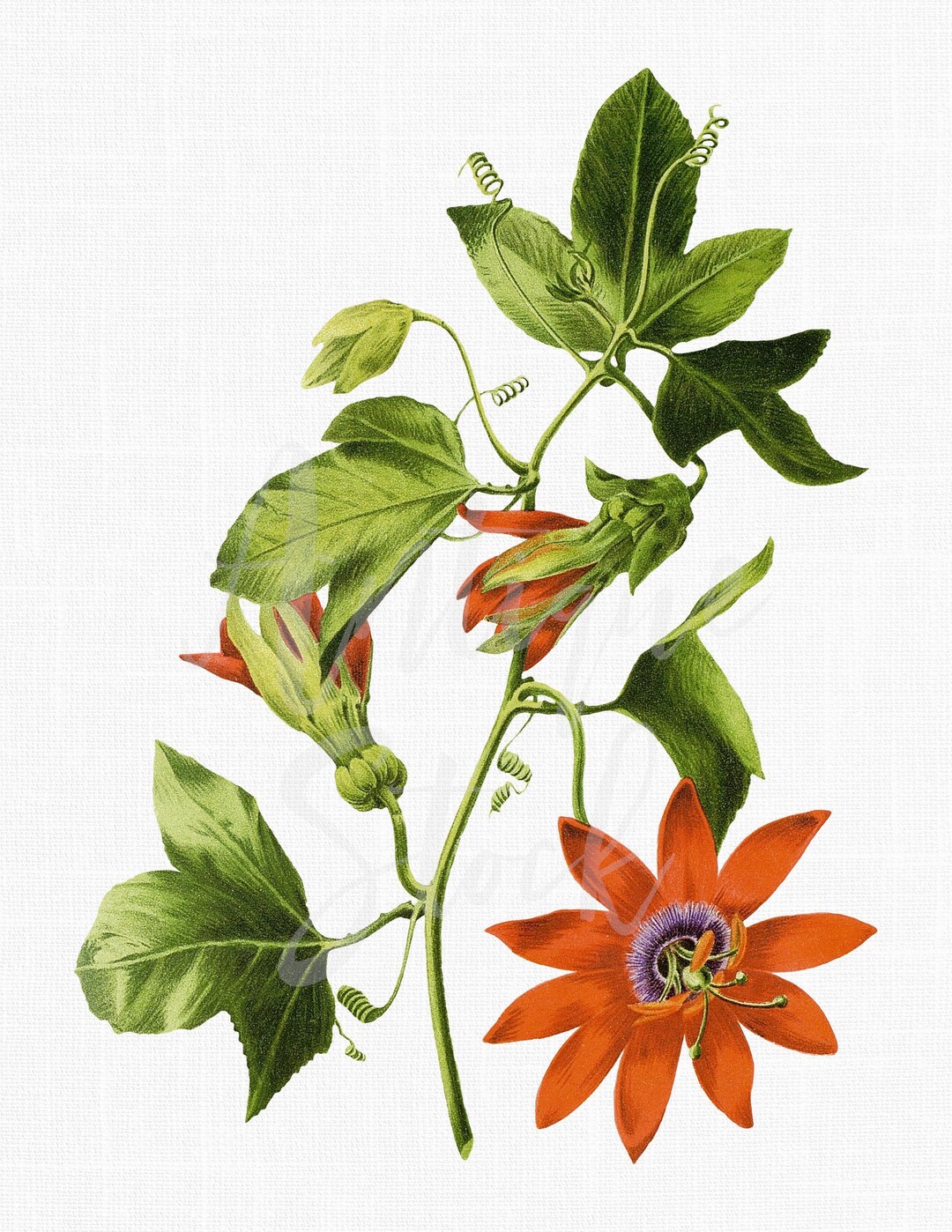 Printable Botanical Illustration Vintage Print passion - Etsy