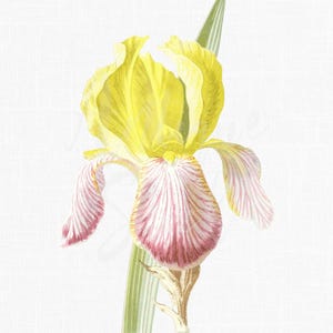 アイリスの花のクリップアート 植物イラスト PNG JPG ヴィンテージフローラルアート 印刷可能 ダウンロード アンティーク植物 アイリス ゲルマンニカ 描画