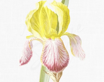 Iris Flower Clipart Botanical Illustration PNG JPG Vintage Floral Art Printable Download Antique Plant Iris Germanica Drawing