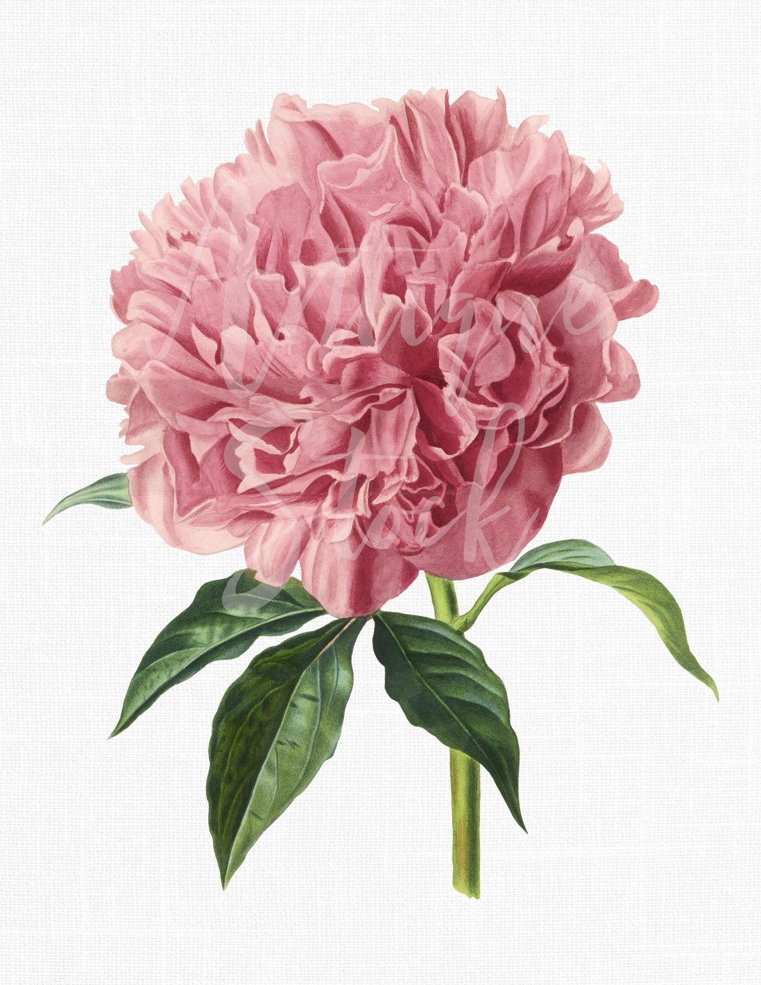 Peony Flower PNG Download modeste Guerin Peony - Etsy Ireland