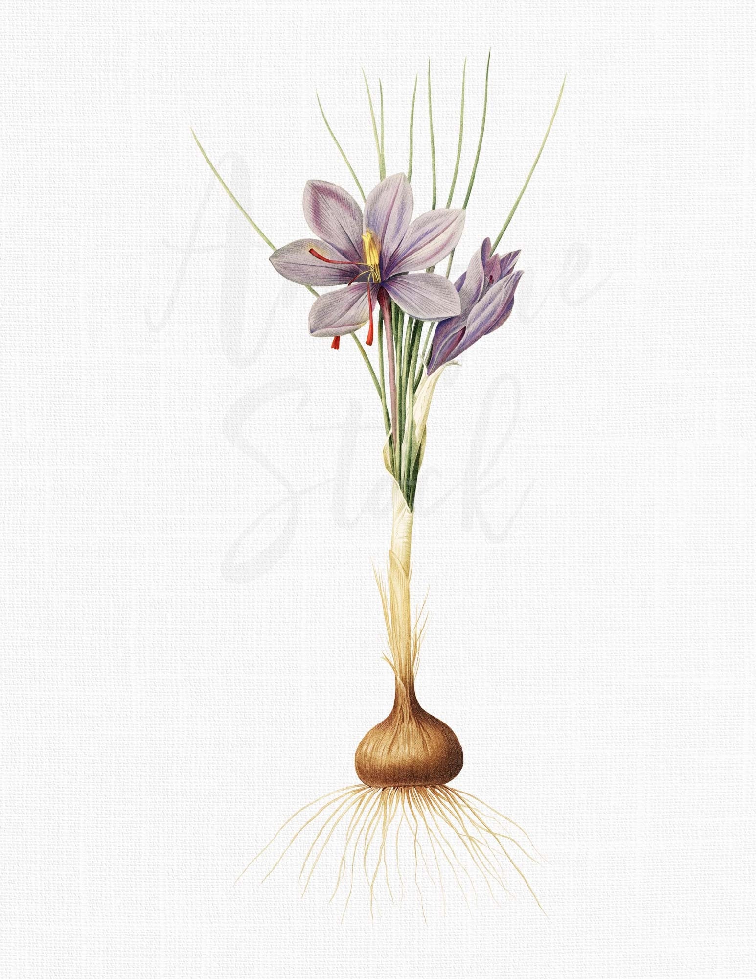 Botanical Illustration saffron Crocus Flower Etsy