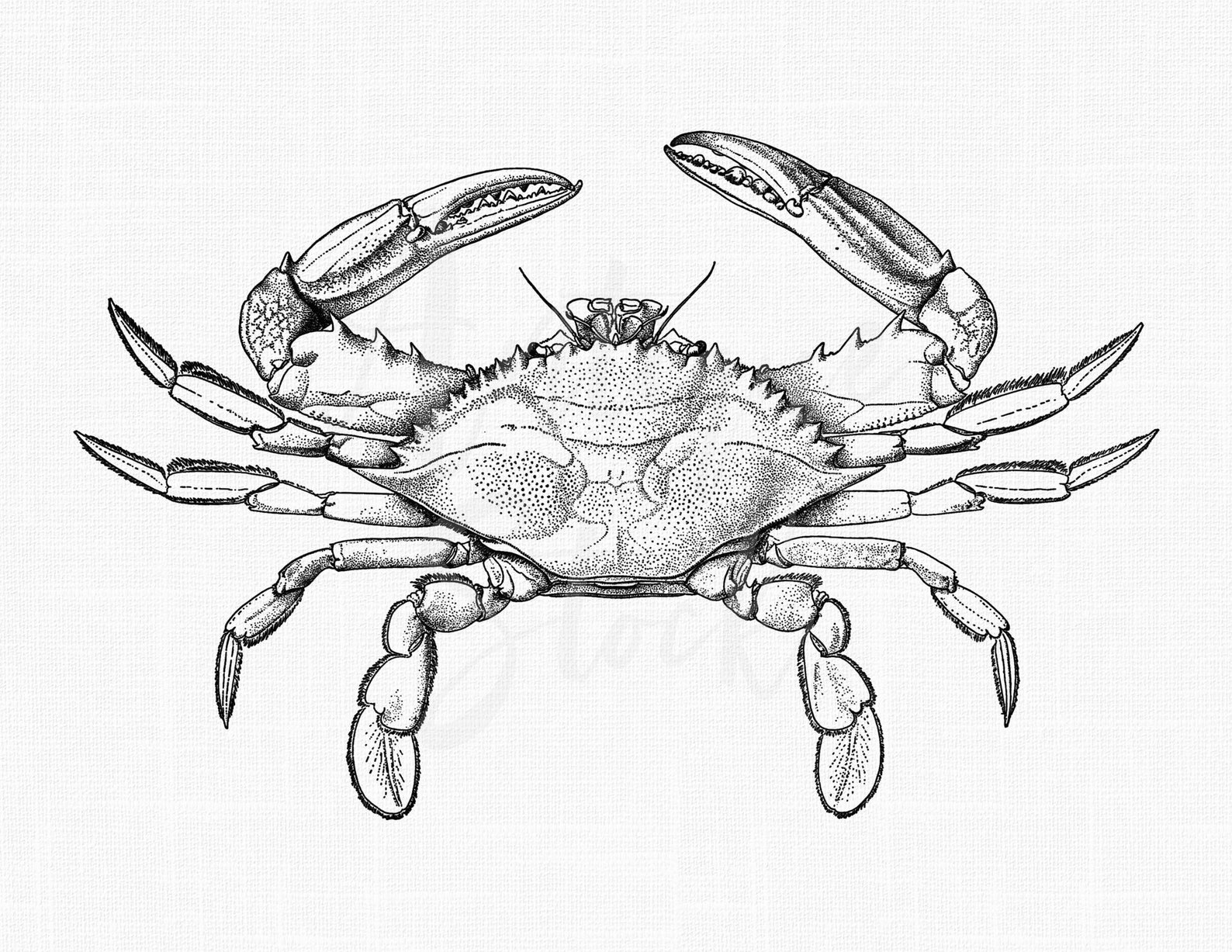 Crab Line Art Clipart Blue Crab Sea Life Etsy