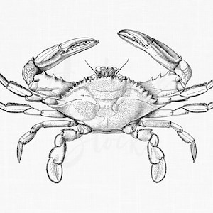 Crab Line Art Clipart &quot;Blue Crab&quot; Sea Life Illustration Digital Download PNG for Crafts, Collages, Iron on Transfers, Decoupage, Prints...