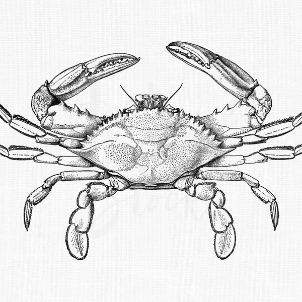 Crab Line Art Clipart "Blue Crab" Sea Life Illustration Digital Download PNG for Crafts, Collages, Iron on Transfers, Decoupage, Prints...
