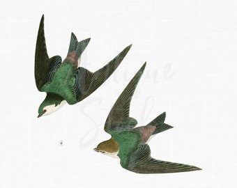 Flying Birds "Violet-Green Swallows" Digital Download for Prints, Digital Scrapbook, Decor, Collages, Paper Crafts, Cards, Invitations...