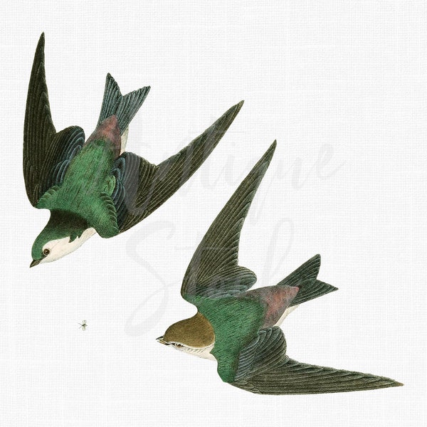 Flying Birds "Violet-Green Swallows" Descarga digital para impresiones, álbumes de recortes digitales, decoración, collages, manualidades con papel, tarjetas, invitaciones...
