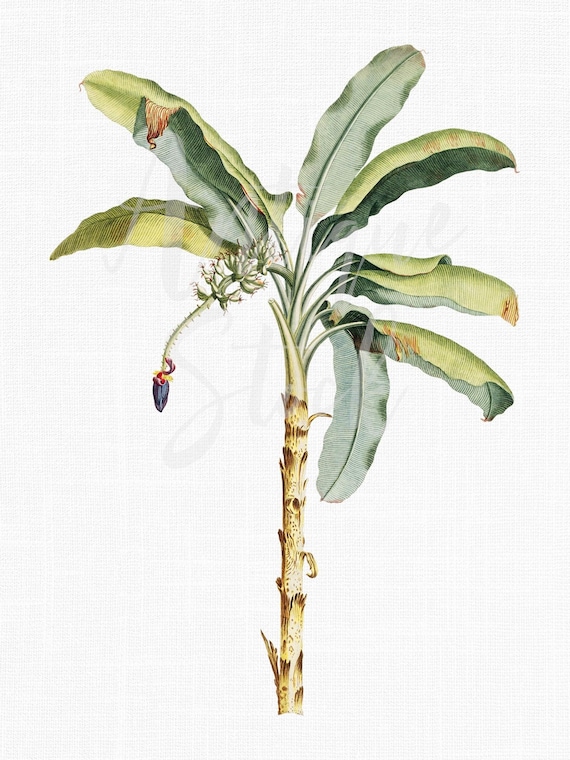 Palm Clipart, Botanical Download Print "Dwarf Banana" PNG / JPG Files for Collages, Wall Art Prints, Graphic Design...