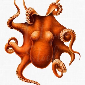 Red Octopus Vintage Illustration, Sea Life Animal Art (PNG JPG Digital Download)