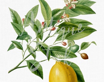 Ilustración botánica "Limón" Fruta Clipart Descarga digital para invitaciones de boda, collages, decoupage, manualidades...