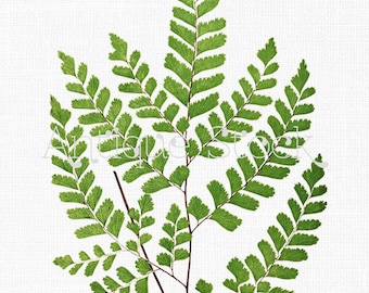 Instant Download Clipart "Maidenhair Fern" Leaves Botanical Illustration for Craft, Wall Art, Collages, Transfers, Scrapbooking, Invites...