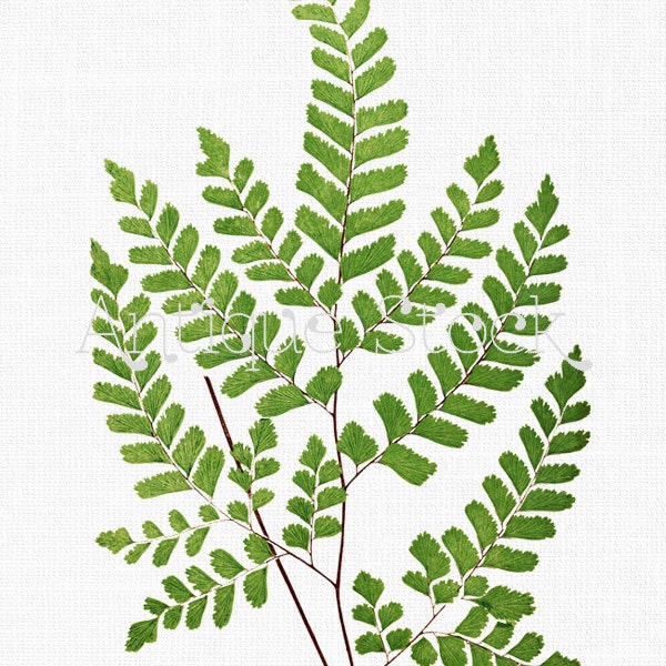 Instant Download Clipart "Maidenhair Fern" Leaves Botanical Illustration for Craft, Wall Art, Collages, Transfers, Scrapbooking, Invites...