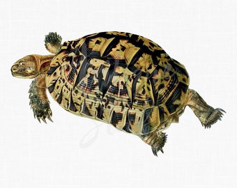 Vintage Clip Art Image "Greek Tortoise" Digital Download Illustration Transparent Background for Scrapbooking, Collages, Crafts...