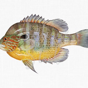 Fish Clip Art &quot;Longear Sunfish&quot; Animal Digital Download Image for Collages, Iron on Transfers, Decoupage, Prints, T-shirts, Tote Bags...