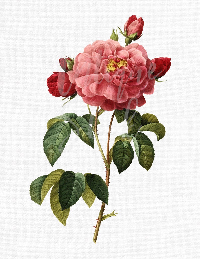 Rose Clip Art Rosa Gallica Botanical Illustration Image for Wedding Invitations, Card Making, Scrapbooking, Prints, Collages... image 1