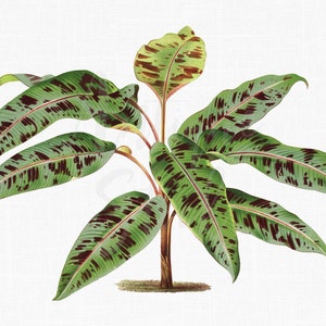 Palm Clipart, botanische Download Druck "Rote Bananenstaude" PNG / JPG Dateien für Collagen, Kunst Drucke, Grafikdesign ...