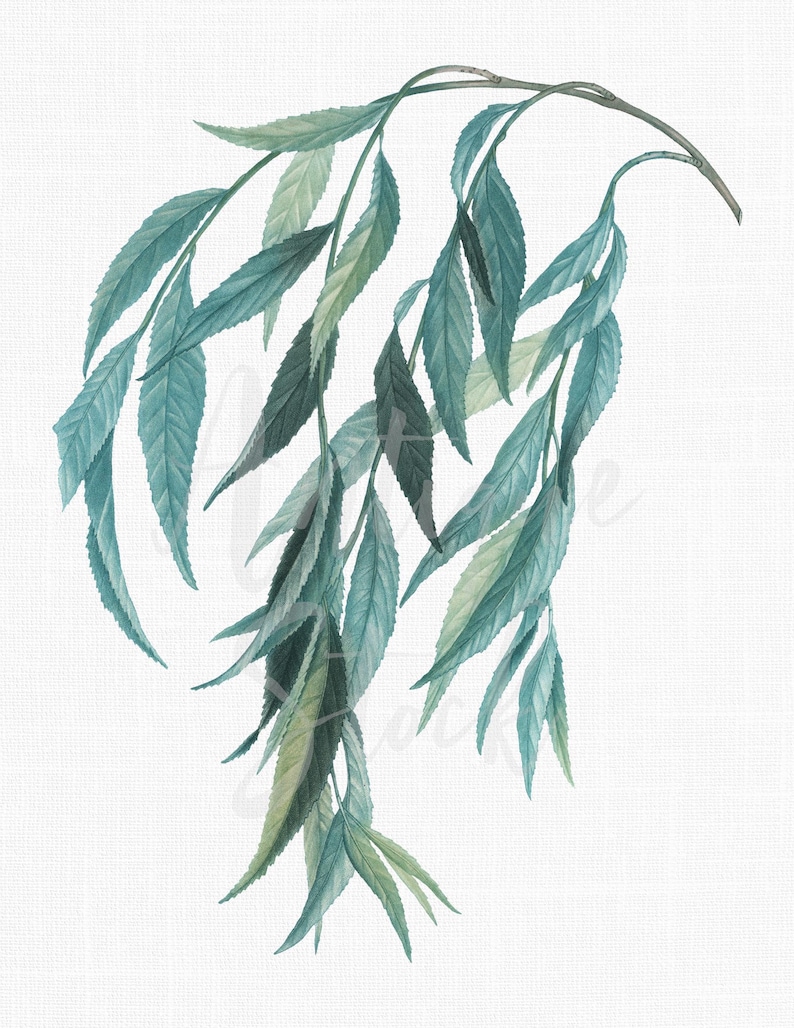 May include: A branch of weeping willow with long, slender, green leaves. The leaves are a light green color with a hint of blue. The branch is curved and drooping, giving the impression of a weeping willow.