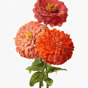 植物イラストの花のクリップアート「ダブルジニア」壁プリント、カード作成、スクラップブック、昇華印刷用の印刷可能なダウンロード画像...