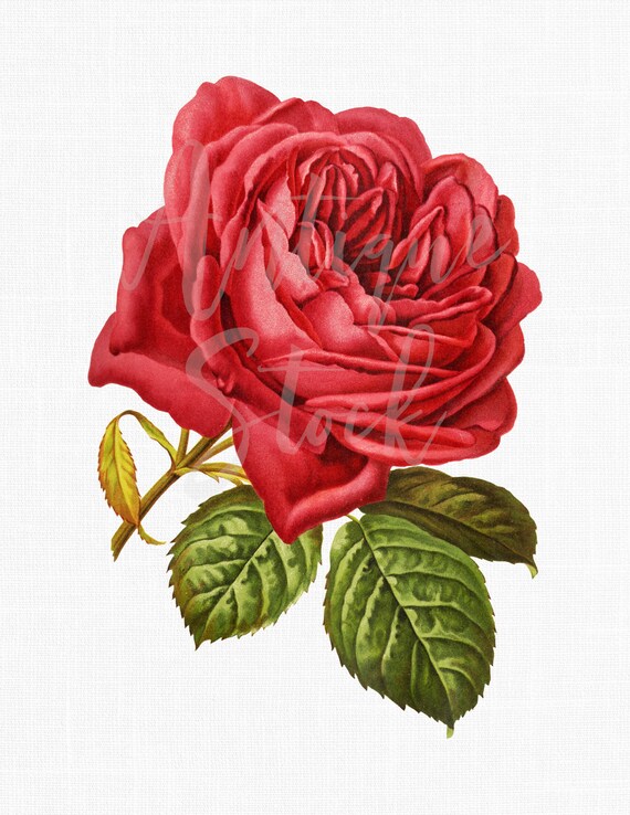 Flower Clipart Single Red Rose Botanical Etsy