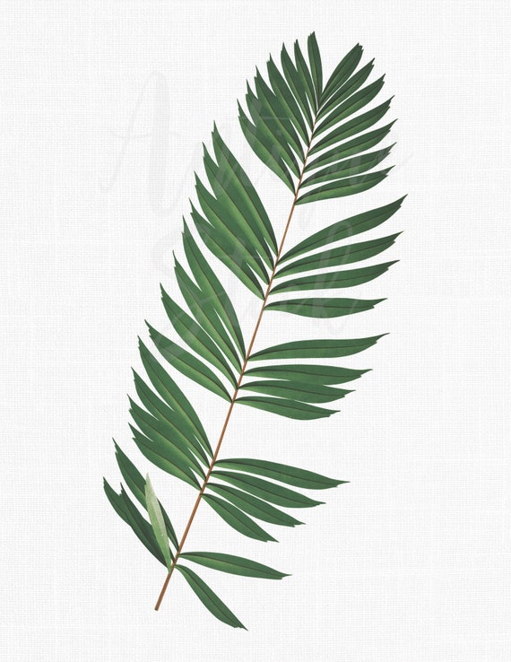 Palm Leaf Clipart Vintage Botanical Illustration Etsy