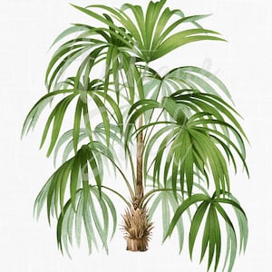May include: A watercolor painting of a green palm tree with a brown trunk and a cluster of green leaves.