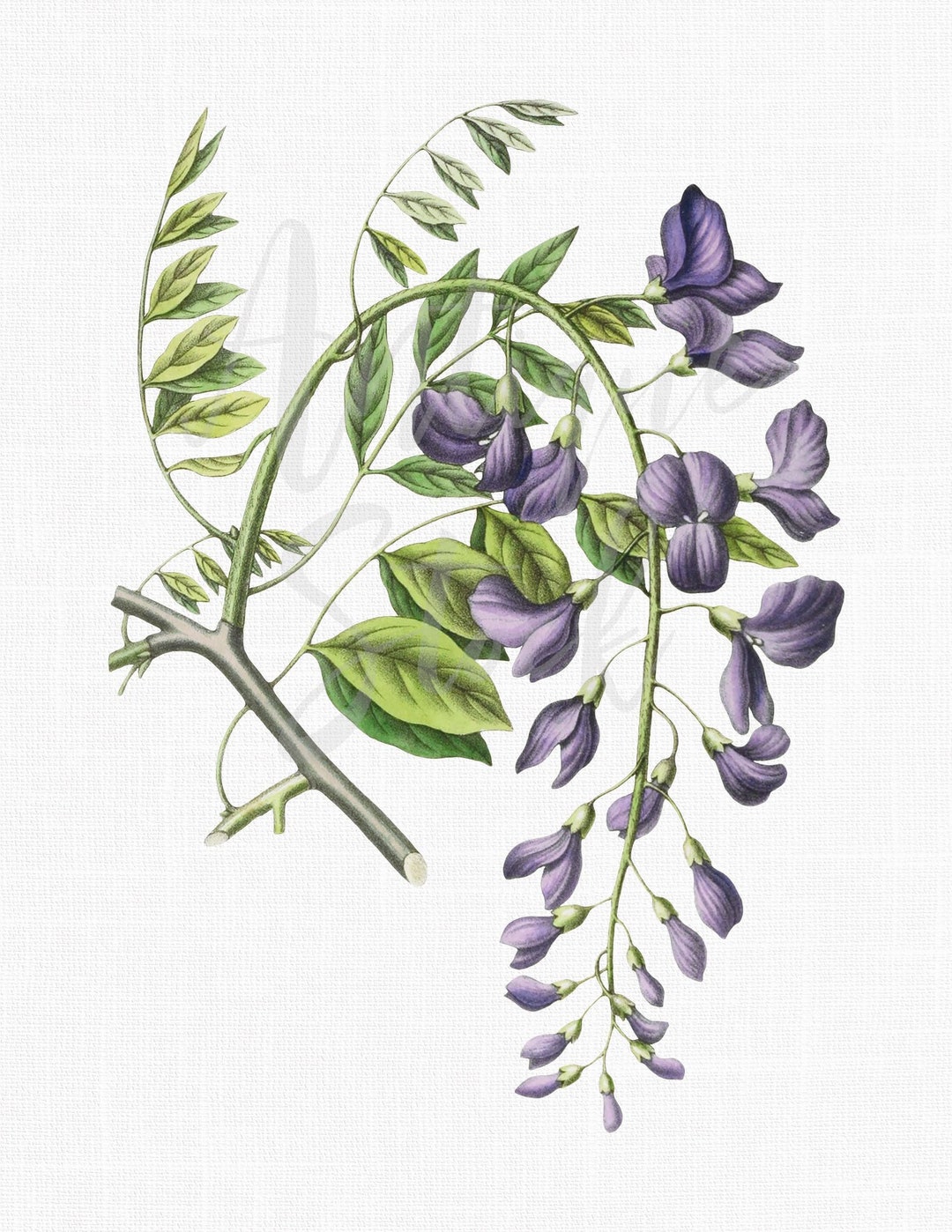 Flower Clipart "wisteria" Botanical Illustration Instant Download Image for  Invitations, Scrapbook, Prints, Collages, Crafts... - Etsy