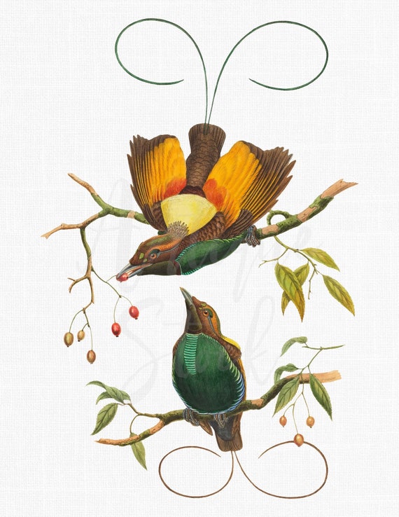 Tropical Bird Digital Download Printable Magnificent | Etsy