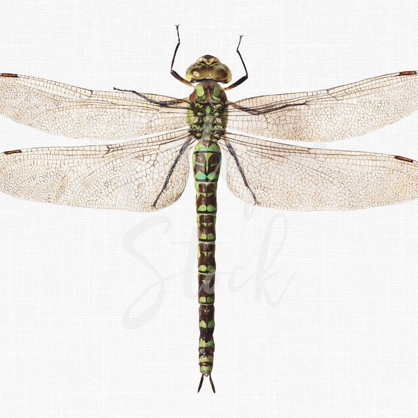 Insect Clipart "Green Dragonfly" Digital Download PNG and JPG Images for DIY Projects, Decoupage, Invitations, Collages...