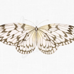 Clipart vintage "Borboleta listrada preta" Ilustração de download instantâneo para sublimação, artesanato, decupagem, convites, colagens...