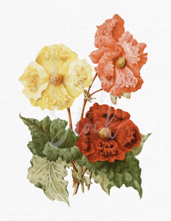 Vintage Botanical Illustration Begonia Cristata Etsy Singapore