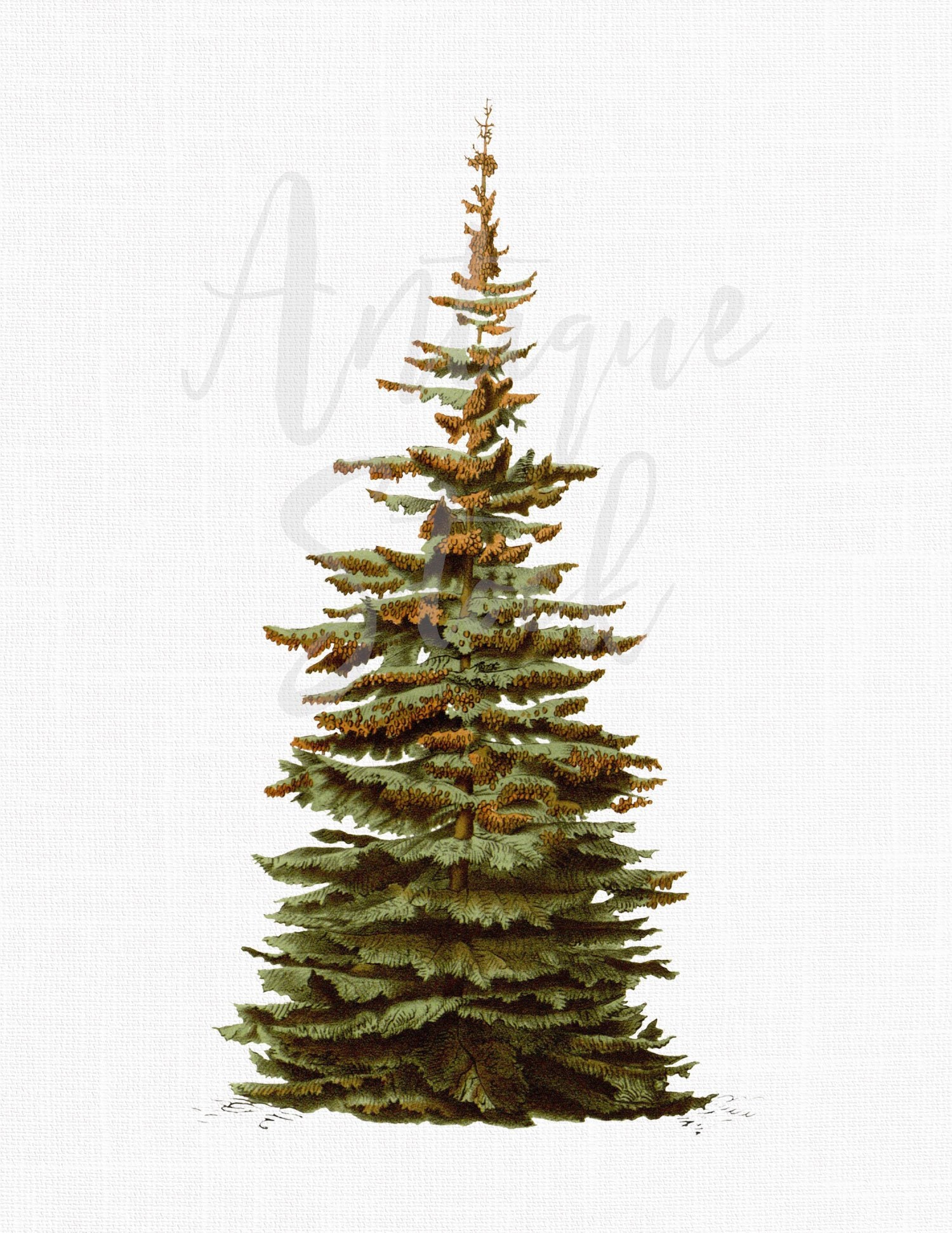 Sublimation Tree Clip Art White Spruce PNG / JPG | Etsy