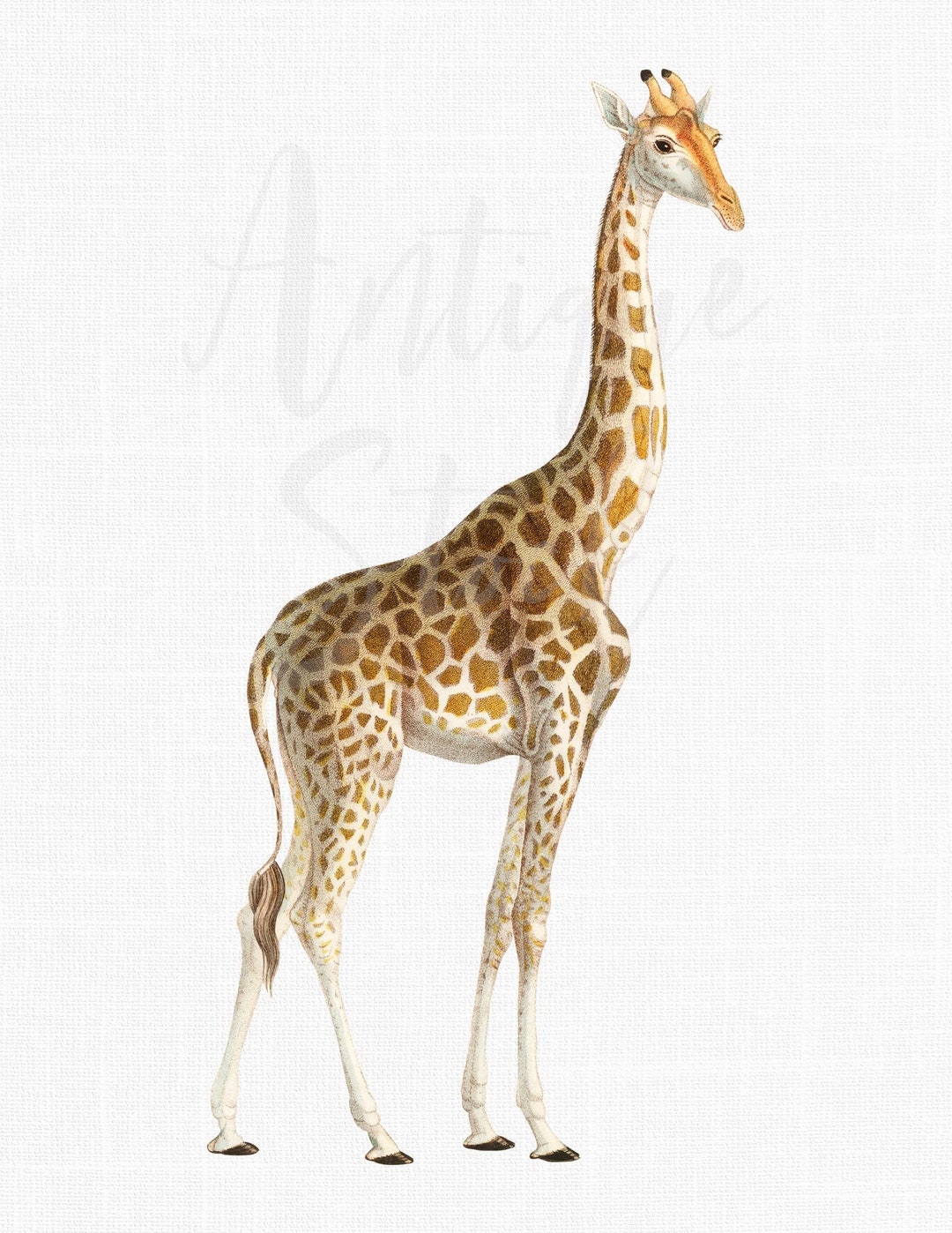 Giraffe Clipart, Printable Wall Art, Instant Download "giraffe" Image ...