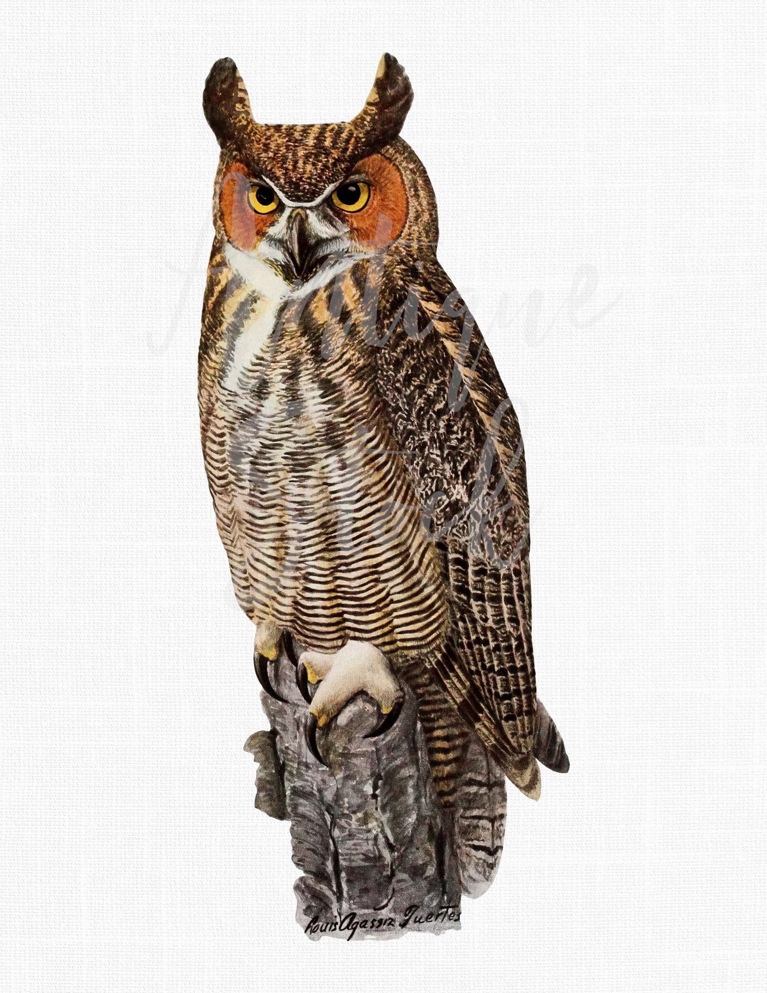 Bird Clip Art Image "Great Horned Owl" Instant Download Image for Prints, Scrapbook, Wall 
