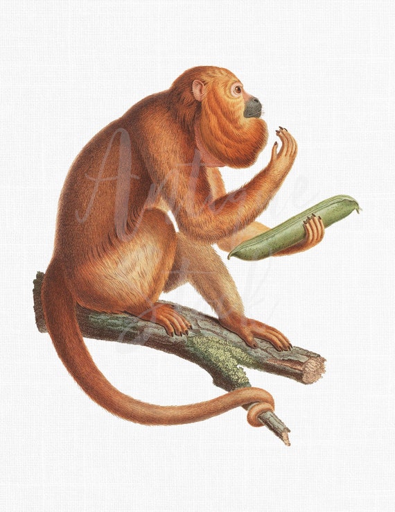 Impresión de descarga botánica 