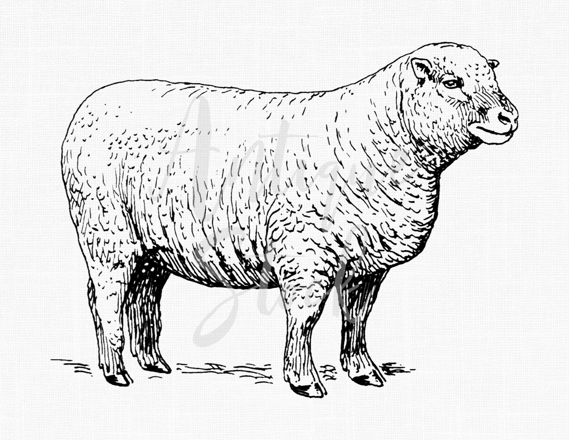 WELSH SOUVENIRS SHEEP SOFT TOY SHEEP MONEY BOX RAIN PONCHO 