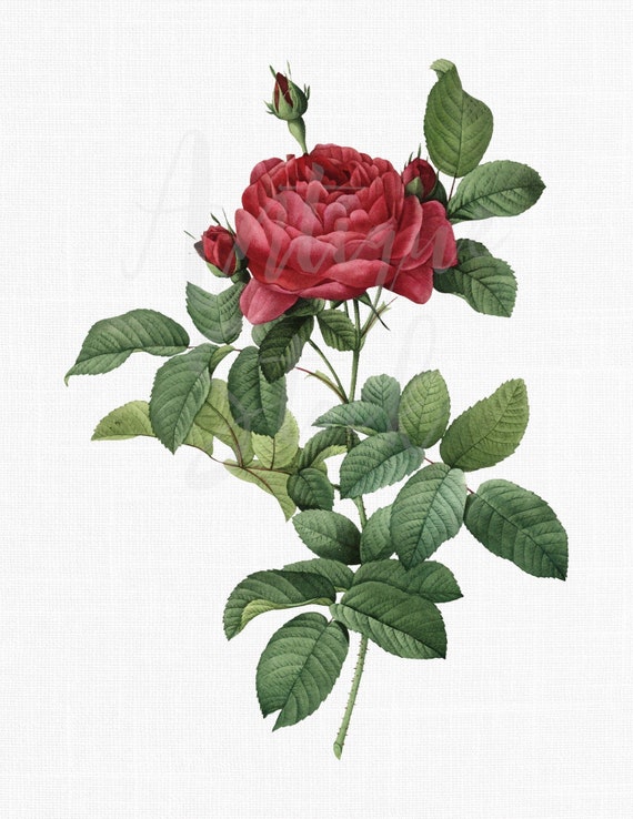 French Rose Clip Art, Botanical Illustration (digital Image