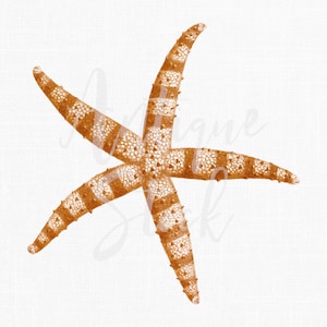 Starfish Clipart "Warty Sea Star" Vintage Printable Sea Life Illustration for Collages, Invitations, DIY Crafts, Decoupage, Scrapbook...