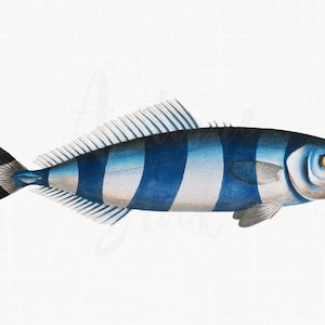 PNG Digitaler Fisch, herunterladbare Illustration JPEG-Bild für Scrapbooking, Collagen, DIY Projekte ...