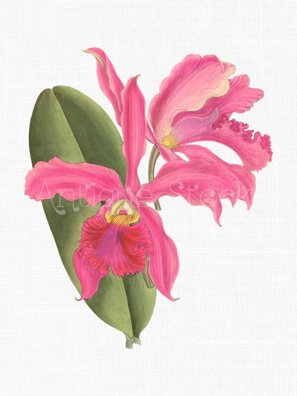 蘭のクリップアート「ホット ピンク カトレア」植物の花のイラスト PNG