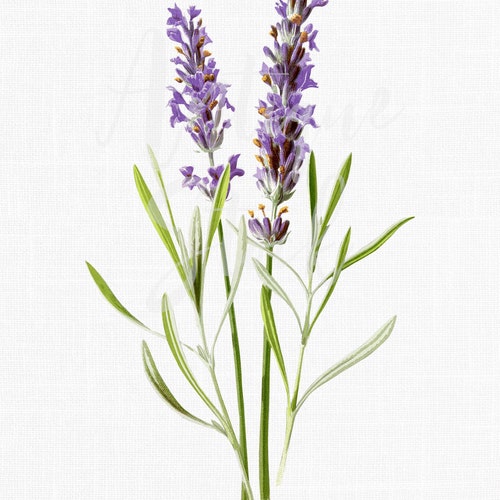 PNG JPG Vintage Herb Image common Lavender - Etsy Canada