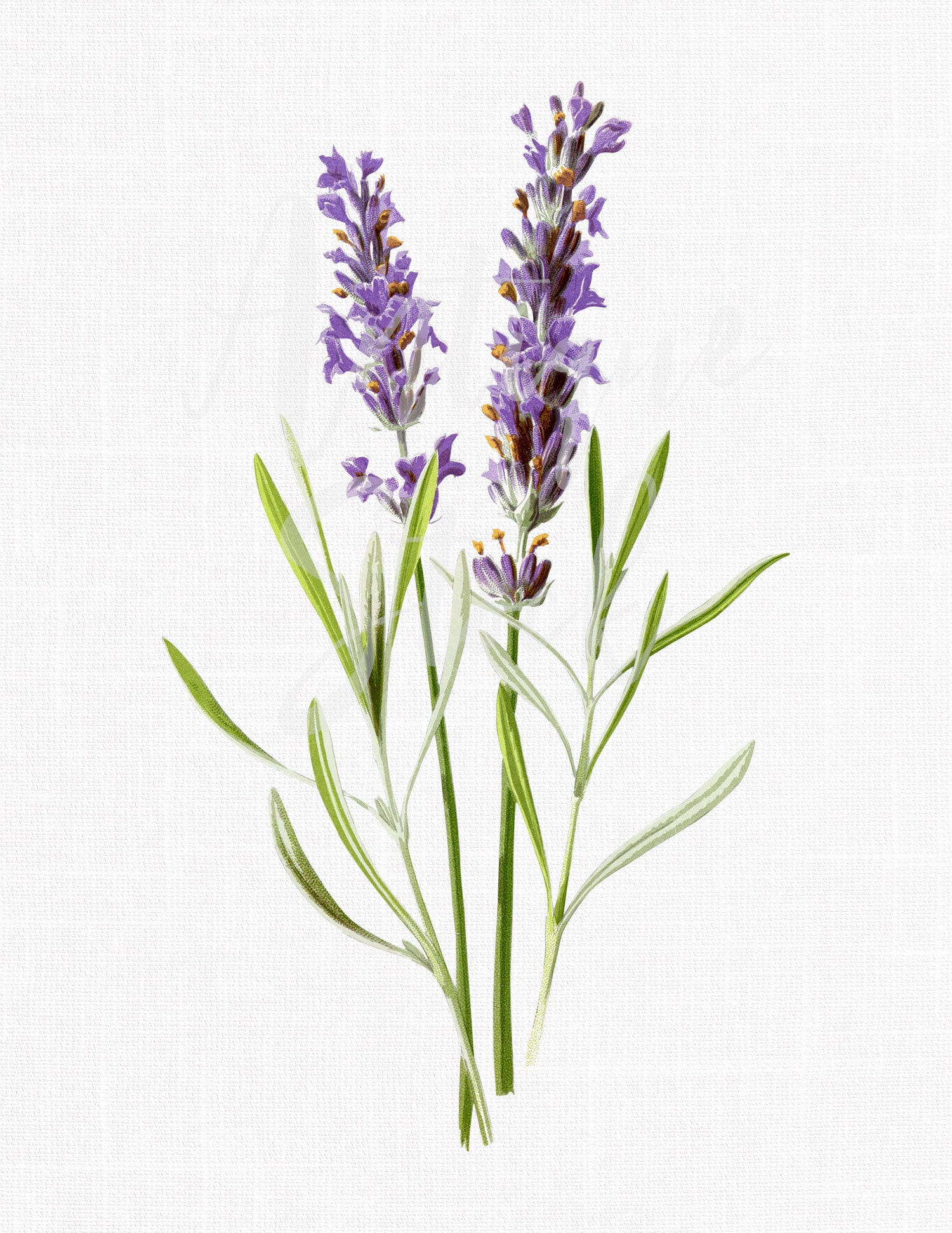 Lavender Illustration Png