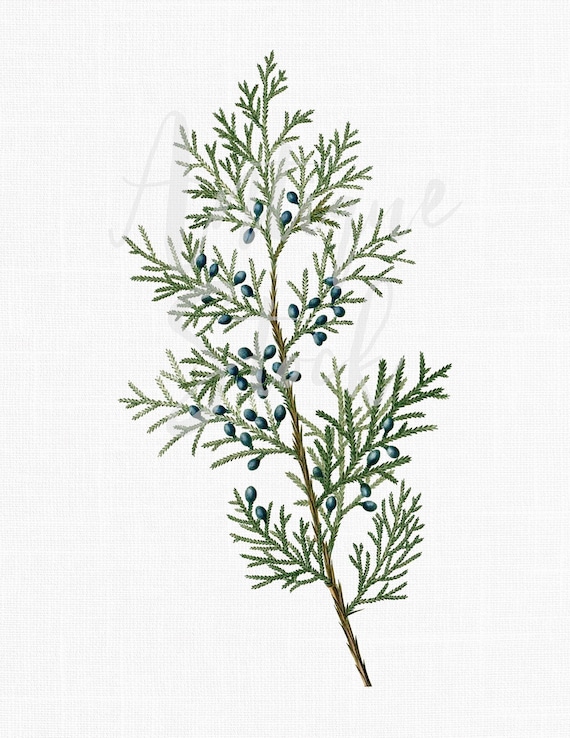 Art & Collectibles Digital Prints Prints Vintage Illustration Red Cedar