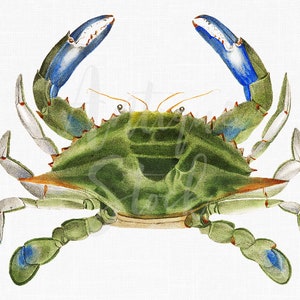 Crab Clipart Image, Marine Life,  &quot;Blue Crab&quot; Printable Instant Download Vintage Illustration for Collages, Graphic Design, Prints, etc.