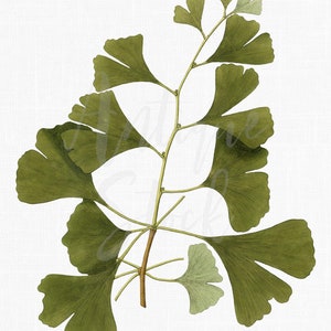 Illustration botanique « Ginkgo Biloba » Leaf Clipart Instant Download Art pour les impressions d’art mural, les collages, la conception graphique...