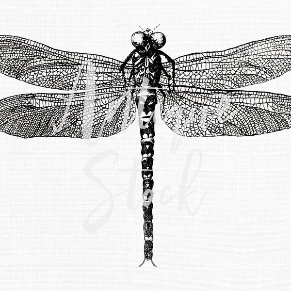 Insect Clipart "Dragonfly" Digital Download, Vintage Line Art Drawing for Scrapbooking, Card Making, Tags, Transfers, Invitations...