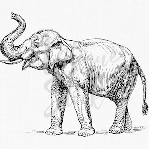 Line Art Drawing "Elephant" PNG & JPG Images, Instant Download Files for Scrapbook, Graphic Design, Transfers, Crafts...