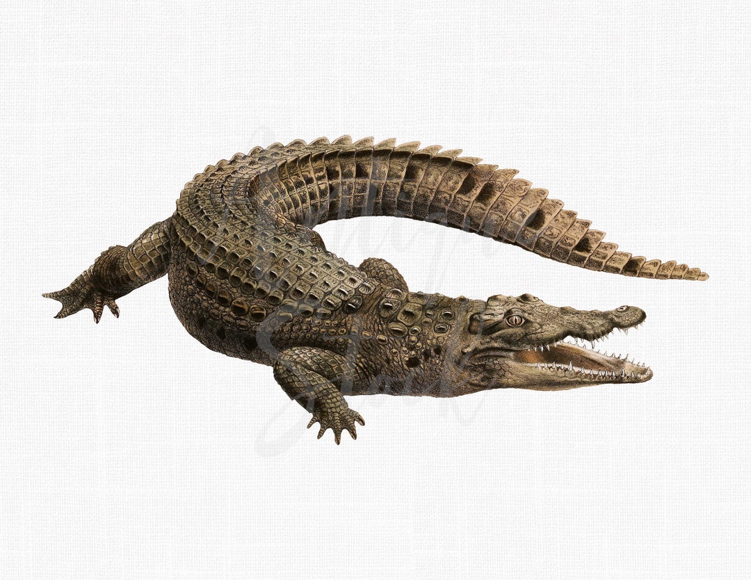 Crocodile Printable Art, PNG JPG Files nile Crocodile Digital Download